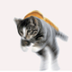 Image for article titled Cat+Toast=Anti-Gravity